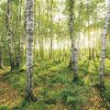 Truffaut Komar Birch Trees 400 x 250 cm Papiers peints